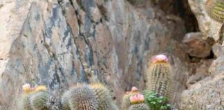 El chilenito: cactus endémico que solo vive en 10 km de la costa chilena