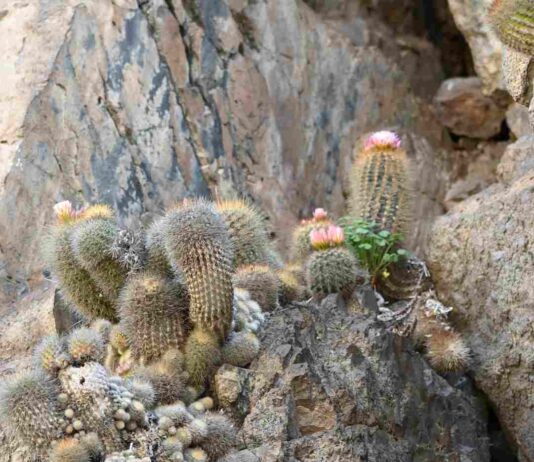 El chilenito: cactus endémico que solo vive en 10 km de la costa chilena