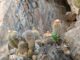 El chilenito: cactus endémico que solo vive en 10 km de la costa chilena
