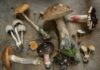 Especialista advirtió sobre los riesgos de consumir hongos y plantas silvestres