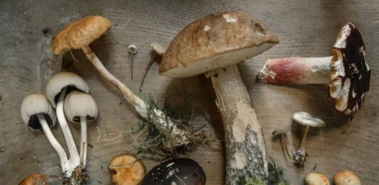 Especialista advirtió sobre los riesgos de consumir hongos y plantas silvestres