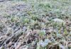 Histórica helada en Chillán pone a prueba la agricultura de Ñuble y Biobío