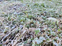 Histórica helada en Chillán pone a prueba la agricultura de Ñuble y Biobío