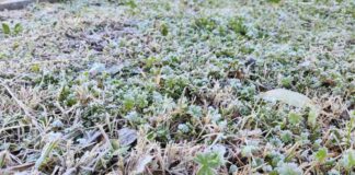 Histórica helada en Chillán pone a prueba la agricultura de Ñuble y Biobío