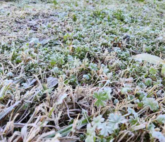 Histórica helada en Chillán pone a prueba la agricultura de Ñuble y Biobío