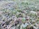 Histórica helada en Chillán pone a prueba la agricultura de Ñuble y Biobío