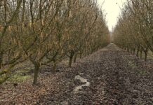 Investigadores INIA profundizan acciones para controlar enfermedades de madera en avellano europeo
