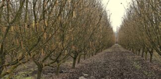 Investigadores INIA profundizan acciones para controlar enfermedades de madera en avellano europeo