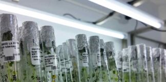 INIA Chile inauguró Banco de Germoplasma de la Papa en Osorno