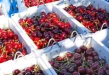 La temporada de cerezas del Noroeste de Pacífico comienza temprano y con fuerza