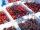 La temporada de cerezas del Noroeste de Pacífico comienza temprano y con fuerza