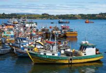 Ley de Fraccionamiento Pesquero: Un hito para la pesca artesanal de Chile