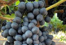 Los bioestimulantes en base a algas: impulso clave para la fruticultura chilena frente al cambio climático