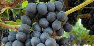 Los bioestimulantes en base a algas: impulso clave para la fruticultura chilena frente al cambio climático