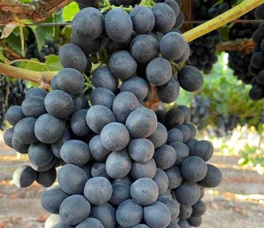 Los bioestimulantes en base a algas: impulso clave para la fruticultura chilena frente al cambio climático