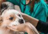 MINSAL modifica norma para que Médicos Veterinarios prescriban psicotrópicos