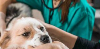MINSAL modifica norma para que Médicos Veterinarios prescriban psicotrópicos