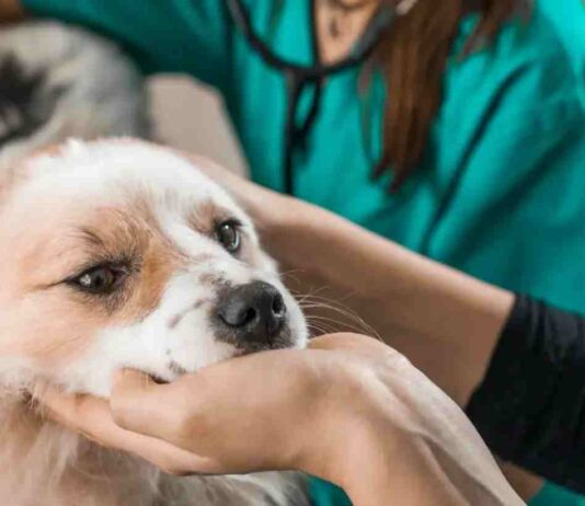 MINSAL modifica norma para que Médicos Veterinarios prescriban psicotrópicos