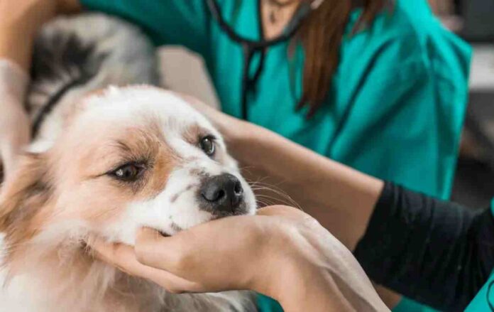 MINSAL modifica norma para que Médicos Veterinarios prescriban psicotrópicos