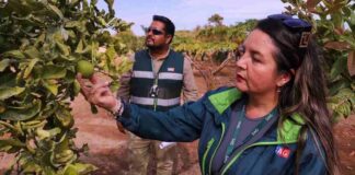 Ministerio de Agricultura pone en marcha nuevo seguro colectivo para mosca de la fruta