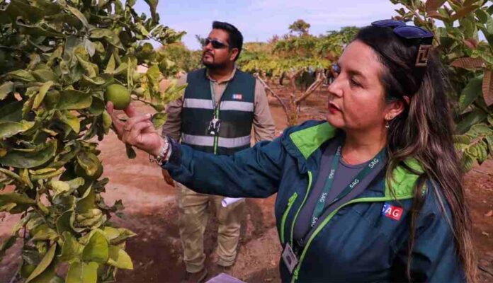 Ministerio de Agricultura pone en marcha nuevo seguro colectivo para mosca de la fruta