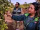 Ministerio de Agricultura pone en marcha nuevo seguro colectivo para mosca de la fruta