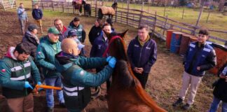 Ministro Valenzuela encabeza operativo del Servicio Agrícola y Ganadero (SAG) que busca combatir la anemia infecciosa equina (EIA)