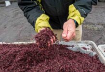 Ñuble impulsa la sostenibilidad: Universidad y sector público colaboran para transformar residuos vitivinícolas en oportunidades productivas