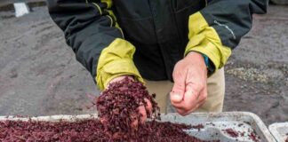 Ñuble impulsa la sostenibilidad: Universidad y sector público colaboran para transformar residuos vitivinícolas en oportunidades productivas