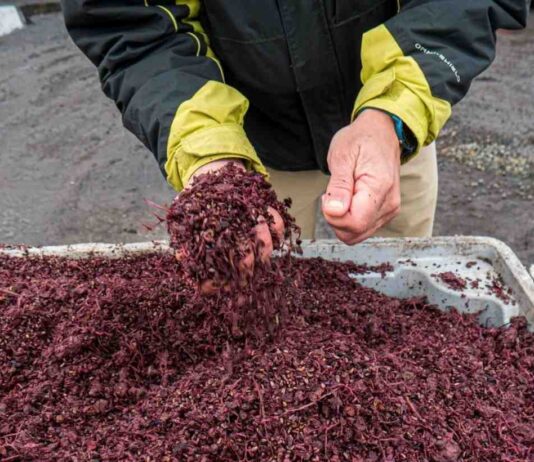 Ñuble impulsa la sostenibilidad: Universidad y sector público colaboran para transformar residuos vitivinícolas en oportunidades productivas