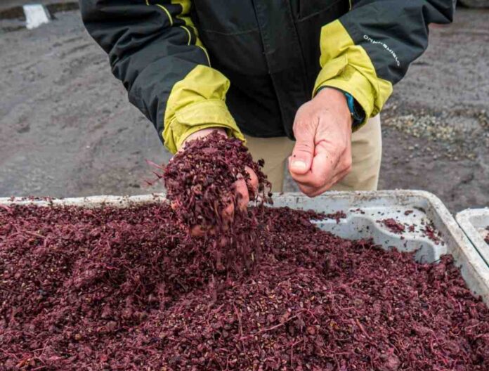 Ñuble impulsa la sostenibilidad: Universidad y sector público colaboran para transformar residuos vitivinícolas en oportunidades productivas