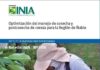 Nueva publicación de INIA orienta a productores para mejorar la cosecha y postcosecha de cerezas 