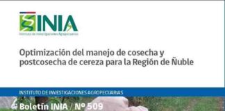 Nueva publicación de INIA orienta a productores para mejorar la cosecha y postcosecha de cerezas 