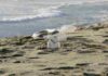 Día Mundial de los Océanos: Oceana Chile llama a reforzar protección marina y alerta sobre retrocesos en la ley de plásticos
