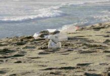 Día Mundial de los Océanos: Oceana Chile llama a reforzar protección marina y alerta sobre retrocesos en la ley de plásticos