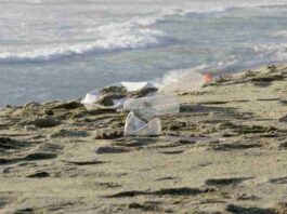 Día Mundial de los Océanos: Oceana Chile llama a reforzar protección marina y alerta sobre retrocesos en la ley de plásticos