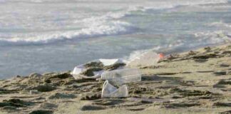 Día Mundial de los Océanos: Oceana Chile llama a reforzar protección marina y alerta sobre retrocesos en la ley de plásticos