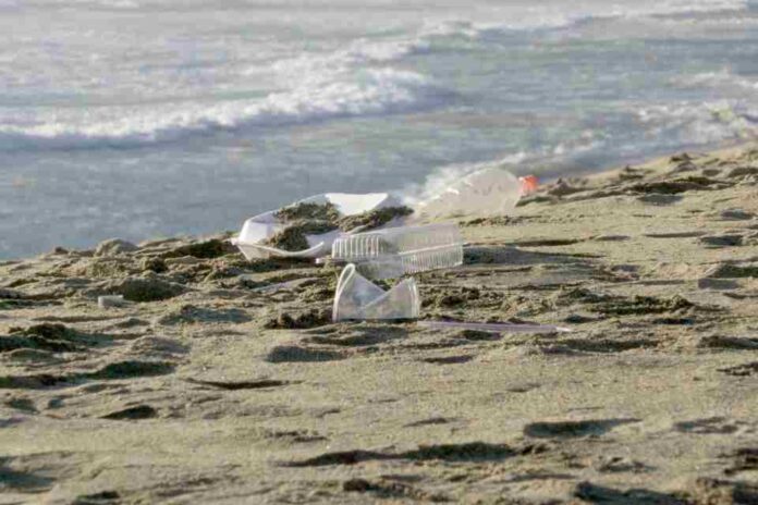 Día Mundial de los Océanos: Oceana Chile llama a reforzar protección marina y alerta sobre retrocesos en la ley de plásticos