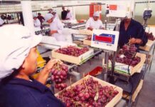 Perú consolida su liderazgo global en la producción y exportación de uva de mesa: "más que seguro continuaremos creciendo"