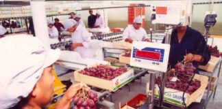 Perú consolida su liderazgo global en la producción y exportación de uva de mesa: "más que seguro continuaremos creciendo"