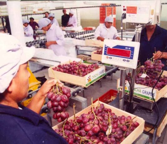 Perú consolida su liderazgo global en la producción y exportación de uva de mesa: "más que seguro continuaremos creciendo"