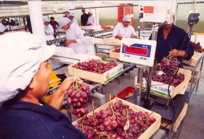 Perú consolida su liderazgo global en la producción y exportación de uva de mesa: 
