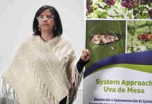 Piloto de Systems Approach en la Región de Valparaíso demuestra que es posible erradicar la Lobesia botrana a través de manejos agronómicos sostenibles