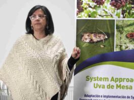 Piloto de Systems Approach en la Región de Valparaíso demuestra que es posible erradicar la Lobesia botrana a través de manejos agronómicos sostenibles