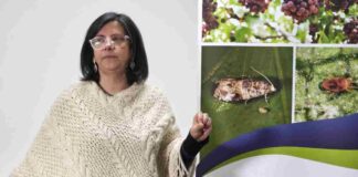 Piloto de Systems Approach en la Región de Valparaíso demuestra que es posible erradicar la Lobesia botrana a través de manejos agronómicos sostenibles