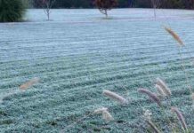 Plan Invierno 2025: Minagri refuerza medidas para proteger al sector agrícola frente a heladas, lluvias e inundaciones
