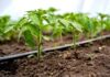 Prepara tu sistema de riego Claves para aprovechar el invierno de forma inteligente