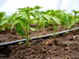 Prepara tu sistema de riego Claves para aprovechar el invierno de forma inteligente