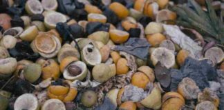 Producción alimentaria y agua:El despropósito del desperdicio de alimentos