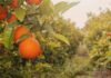 Pronóstico de naranjas en Florida sube ligeramente en junio, pero sigue 34% por debajo de la temporada pasada